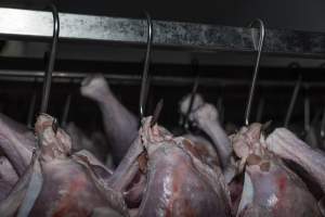 Dead turkeys in chiller room of slaughterhouse - Captured at Numurkah Turkey Supplies - farm and abattoir, Numurkah VIC Australia.