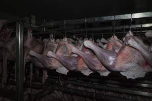 Dead turkeys in chiller room of slaughterhouse - Captured at Numurkah Turkey Supplies - farm and abattoir, Numurkah VIC Australia.