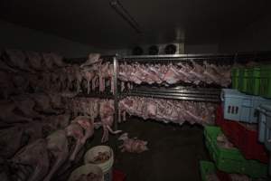 Dead turkeys in chiller room of slaughterhouse - Captured at Numurkah Turkey Supplies - farm and abattoir, Numurkah VIC Australia.