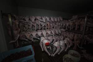 Dead turkeys in chiller room of slaughterhouse - Captured at Numurkah Turkey Supplies - farm and abattoir, Numurkah VIC Australia.