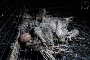 Steve's Farm Fresh Salmonella Outbreak - Captured at Steve's Fresh Farm Eggs, Rossmore NSW Australia.