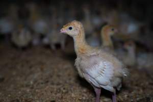 Two week old turkey poult - Captured at Numurkah Turkey Supplies - farm and abattoir, Numurkah VIC Australia.