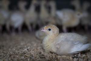 Two week old turkey poult - Captured at Numurkah Turkey Supplies - farm and abattoir, Numurkah VIC Australia.