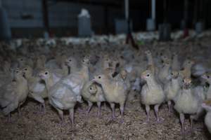 Curious turkey poults - Captured at Numurkah Turkey Supplies - farm and abattoir, Numurkah VIC Australia.