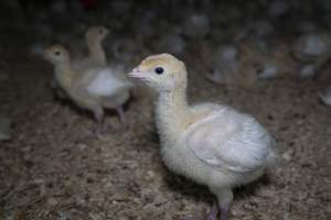 Two week old turkey poult - Captured at Numurkah Turkey Supplies - farm and abattoir, Numurkah VIC Australia.