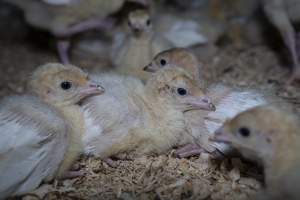 Turkey poults huddled together - Captured at Numurkah Turkey Supplies - farm and abattoir, Numurkah VIC Australia.