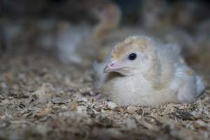 Turkey poult - Captured at Numurkah Turkey Supplies - farm and abattoir, Numurkah VIC Australia.