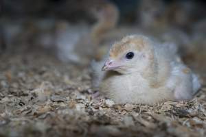 Turkey poult - Captured at Numurkah Turkey Supplies - farm and abattoir, Numurkah VIC Australia.