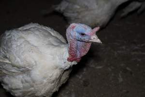 Turkey close to slaughter age - Captured at Numurkah Turkey Supplies - farm and abattoir, Numurkah VIC Australia.