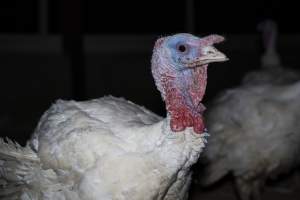 Turkey close to slaughter age - Captured at Numurkah Turkey Supplies - farm and abattoir, Numurkah VIC Australia.