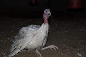 Turkey suffering leg injuries - Captured at Numurkah Turkey Supplies - farm and abattoir, Numurkah VIC Australia.