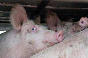 Captured at Diamond Valley Pork, Laverton North VIC Australia.