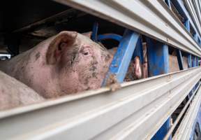 Captured at Diamond Valley Pork, Laverton North VIC Australia.