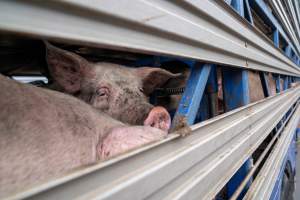 Captured at Diamond Valley Pork, Laverton North VIC Australia.