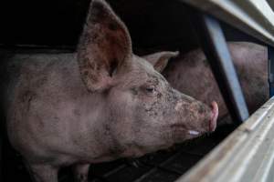 Captured at JBS Pork Australia (formerly Diamond Valley Pork), Laverton North VIC Australia.