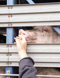 Captured at Diamond Valley Pork, Laverton North VIC Australia.