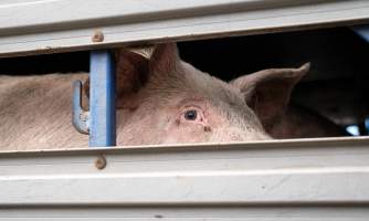 Captured at Diamond Valley Pork, Laverton North VIC Australia.