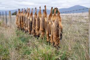 Foxes hanging from barbed wire fence. - Captured at VIC.