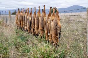 Foxes hanging from barbed wire fence. - Captured at VIC.