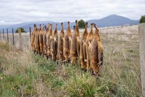 Foxes hanging from barbed wire fence. - Captured at VIC.