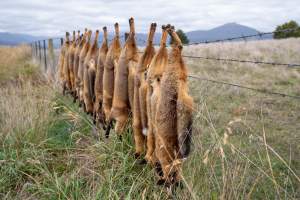 Foxes hanging from barbed wire fence. - Captured at VIC.