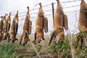 Foxes hanging from barbed wire fence. - Captured at VIC.