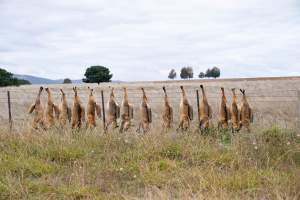 Foxes hanging from barbed wire fence. - Captured at VIC.