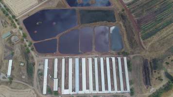 Drone flyover of piggery - Sheaoak is one of the largest piggeries in South Australia, spread over multiple 'modules'. - Captured at Sheaoak Piggery, Shea-Oak Log SA Australia.