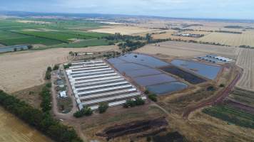 Drone flyover of piggery - Sheaoak is one of the largest piggeries in South Australia, spread over multiple 'modules'. - Captured at Sheaoak Piggery, Shea-Oak Log SA Australia.