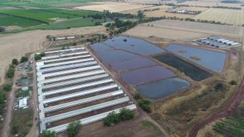 Drone flyover of piggery - Sheaoak is one of the largest piggeries in South Australia, spread over multiple 'modules'. - Captured at Sheaoak Piggery, Shea-Oak Log SA Australia.