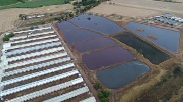 Drone flyover of piggery - Sheaoak is one of the largest piggeries in South Australia, spread over multiple 'modules'. - Captured at Sheaoak Piggery, Shea-Oak Log SA Australia.