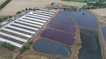 Drone flyover of piggery - Sheaoak is one of the largest piggeries in South Australia, spread over multiple 'modules'. - Captured at Sheaoak Piggery, Shea-Oak Log SA Australia.