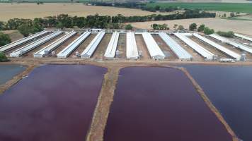 Drone flyover of piggery - Sheaoak is one of the largest piggeries in South Australia, spread over multiple 'modules'. - Captured at Sheaoak Piggery, Shea-Oak Log SA Australia.