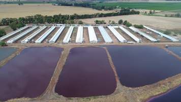 Drone flyover of piggery - Sheaoak is one of the largest piggeries in South Australia, spread over multiple 'modules'. - Captured at Sheaoak Piggery, Shea-Oak Log SA Australia.