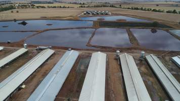 Drone flyover of piggery - Sheaoak is one of the largest piggeries in South Australia, spread over multiple 'modules'. - Captured at Sheaoak Piggery, Shea-Oak Log SA Australia.