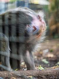 Captured at Adelaide Zoo, SA.