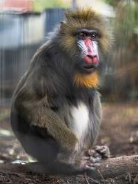 Captured at Adelaide Zoo, SA.