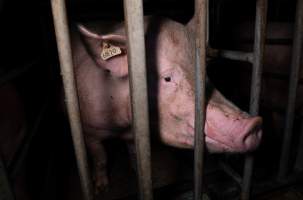 A trapped sow - A sow confined to a stall during her pregnancy. - Captured at Midland Bacon, Carag Carag VIC Australia.