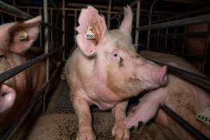 Trapped in a sow stall - A sow looks out from the sow stall she is confined to. - Captured at Midland Bacon, Carag Carag VIC Australia.