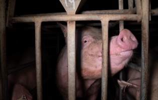 A sow confined to a sow stall - A sow looks out from the stall she is confined to at an investigator. - Captured at Midland Bacon, Carag Carag VIC Australia.