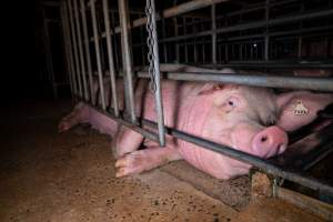 A sow confined to a sow stall - A sow lay in the stall she is confined to, her legs hanging out below, showing just how little room she is afforded. - Captured at Midland Bacon, Carag Carag VIC Australia.