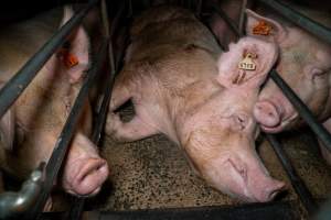 Together in isolation. - A sow lay in the stall she is confined to as the sow beside her nuzzles her head. - Captured at Midland Bacon, Carag Carag VIC Australia.