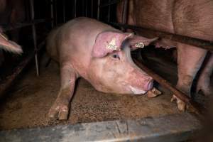 Trapped in a sow stall - A sow looks out from the stall she is confined to. - Captured at Midland Bacon, Carag Carag VIC Australia.