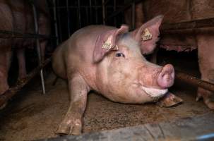 Trapped in a sow stall - A sow looks out from the stall she is confined to. - Captured at Midland Bacon, Carag Carag VIC Australia.