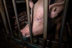 Trapped in a sow stall - A pregnant sow looks out from the stall she is confined to. - Captured at Midland Bacon, Carag Carag VIC Australia.