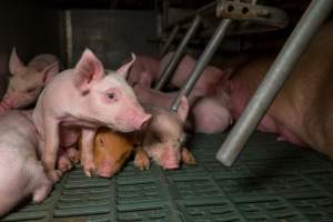 Blue eyed piglet - A piglet in a farrowing crate looks out at an investigator. - Captured at Midland Bacon, Carag Carag VIC Australia.