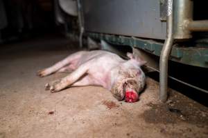 Dead Piglet - A piglet lay dead in the aisle of a farrowing shed of a piggery. - Captured at Midland Bacon, Carag Carag VIC Australia.