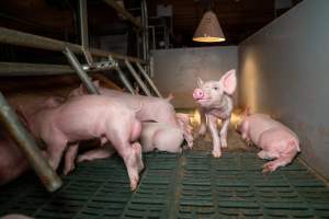 Curious piglet - A curious piglet looks over to an investigator from the farrowing crate they are confined to. - Captured at Midland Bacon, Carag Carag VIC Australia.