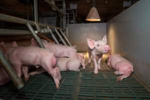 Curious piglet - A curious piglet looks over to an investigator from the farrowing crate they are confined to. - Captured at Midland Bacon, Carag Carag VIC Australia.