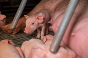 A piglet and their mother. - A young piglet looks over curiously at an investigator, staying close to their mothers side. - Captured at Midland Bacon, Carag Carag VIC Australia.